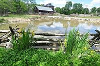 DSC_0018_Tiraislin Pond_CACOR