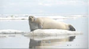 seal-at-risk