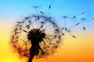 A Dandelion blowing seeds in the wind