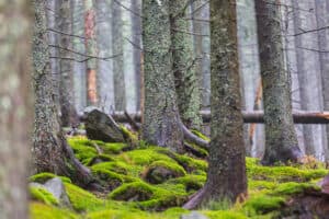 Bottom view of tall trees in spring forest