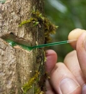 The phloem sap of Phyllantus balgooyi. The green color is due to the high nickel concentration in the sap.