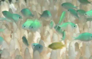 fish2_custom-051c0343c71b945f42d80b6411f4e9848e4d293b-s800-c85