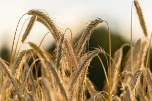 Closeup of rye crop
