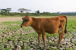 Cow and Cracked earth metaphoric for climate change and global warming.