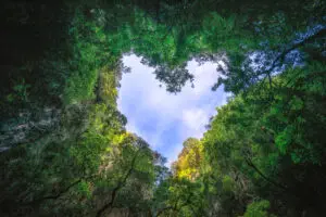 Heart shaped photography of sky in the rain forest.