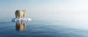 Polar bear on ice float