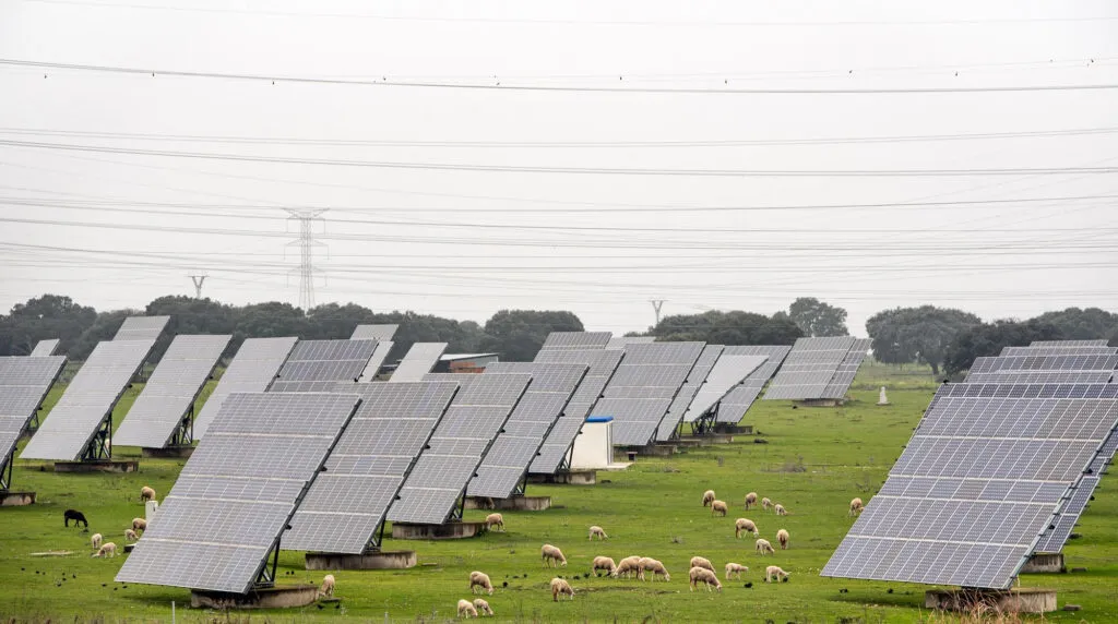 Sheep grass grazing at the solar farm