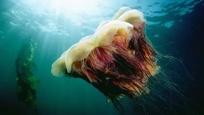 Lion's mane jellyfish.