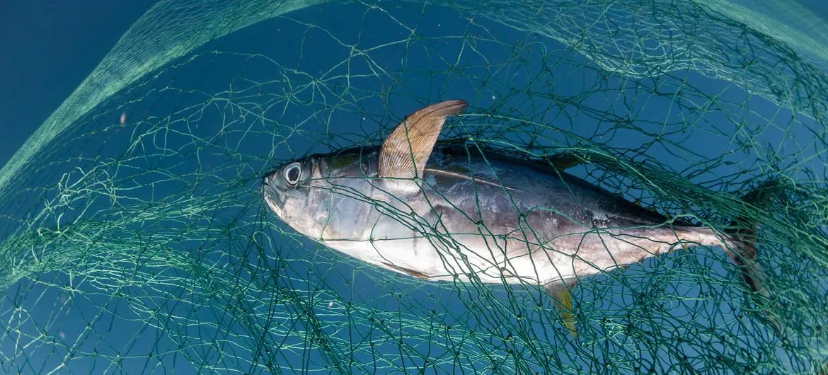 A report launched at the Third UN Ocean Conference, in Nice, shows that 35 per cent of the global fish stocks are being harvested unsustainably.