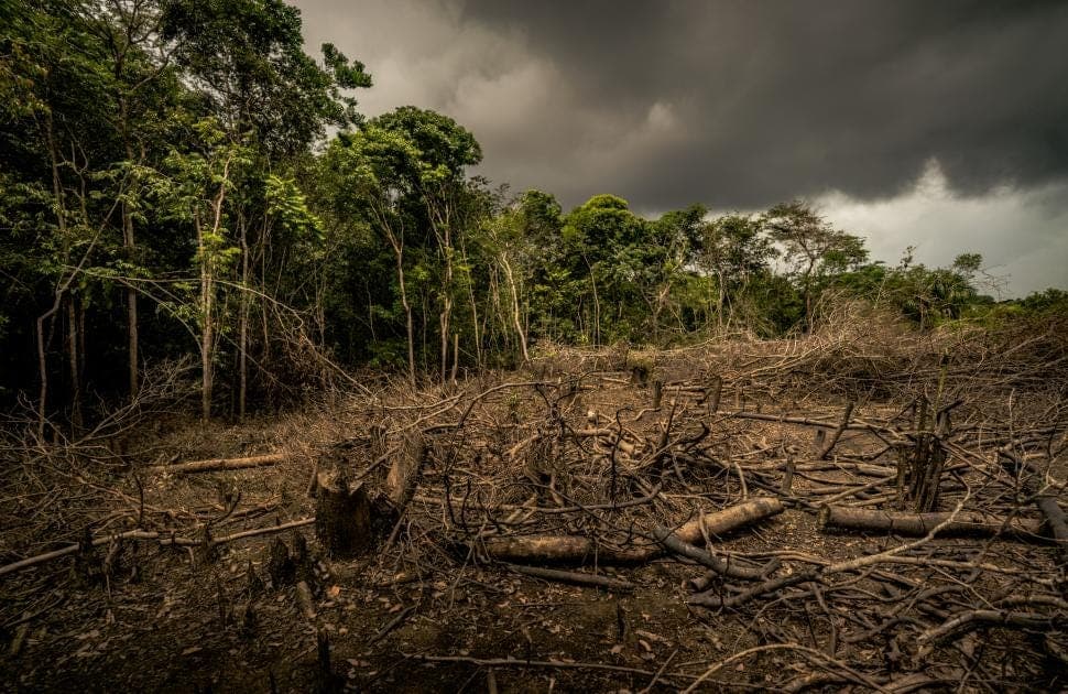 Learn the effects of deforestation | WWF Learn the effects of deforestation | WWF