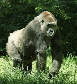 gorillarr