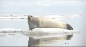 seal-at-risk