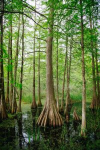 Bayou Cypress. Photo by Kyle Glenn on Unsplash