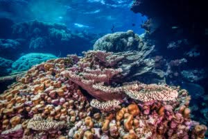 Coral reefs like this one are amongst the most biodiverse regions in the world. Fury shoals, Red Sea, Egypt